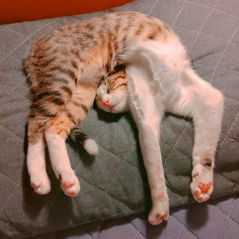 【理想】三連休【現実】