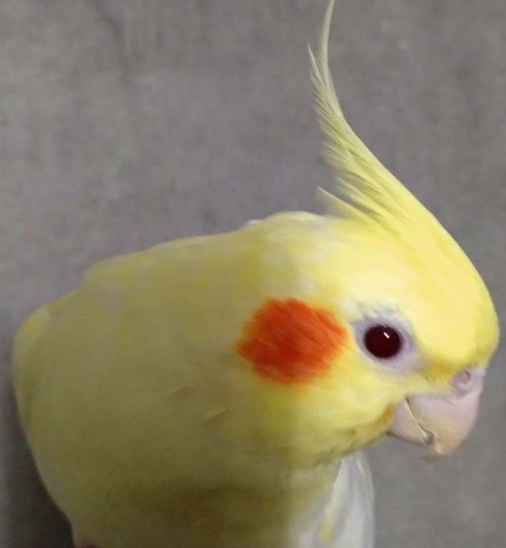 【世界最小のオウム】オカメインコ好きな人、飼ってる人Part5【オレンジチーク】