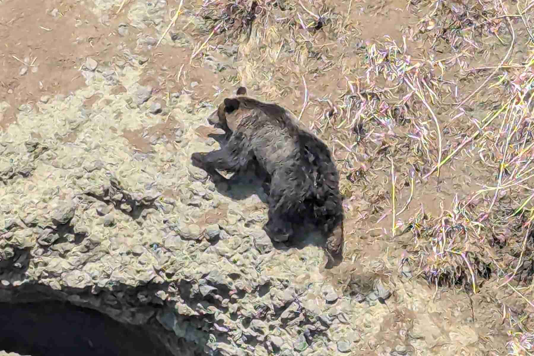 大型のヒグマ「ほぼゼロ距離」まで迫るも...「わーッ！」大声で撃退　「今年も熊が始まった」、体験談でSNS騒然: J-CAST ニュース