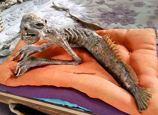 「河童のミイラ」ぜひ見て　SNSで問い合わせ相次ぐ珍品、米沢骨董市で公開・販売