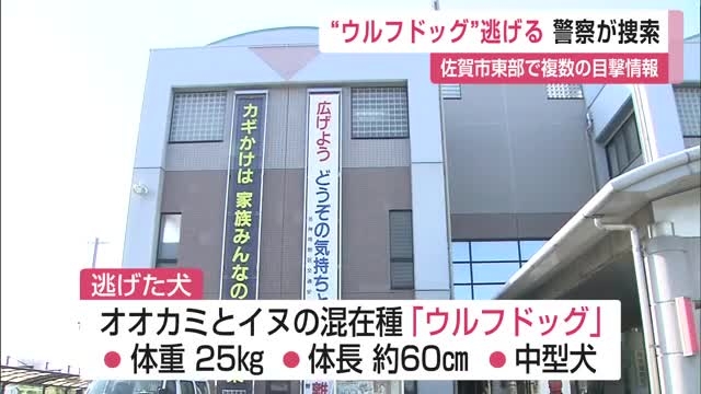 「見つけたら近づかないで」ウルフドッグ逃走 佐賀市東部で複数目撃情報【佐賀県神埼市】｜佐賀のニュース｜サガテレビ