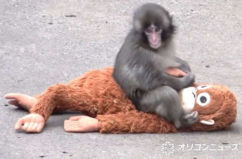 子ザルのパンチくん「（池に）落とされたのでは？」指摘受け市川動植物園が報告　「『落とした』と思われる個体を特定し必要な措置」  | オリコンニュース（ORICON NEWS）