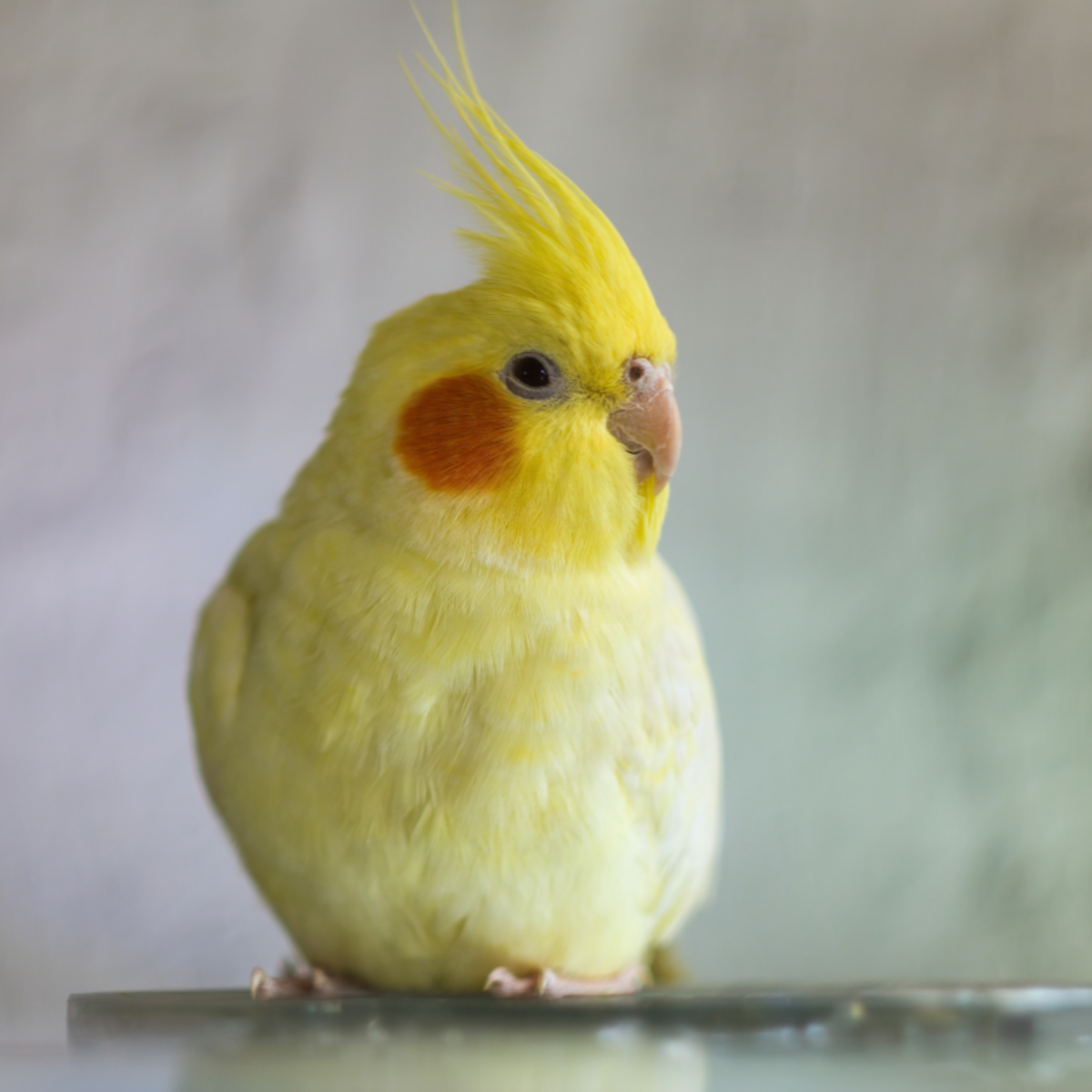 【世界最小のオウム】オカメインコ好きな人、飼ってる人Part5【オレンジチーク】