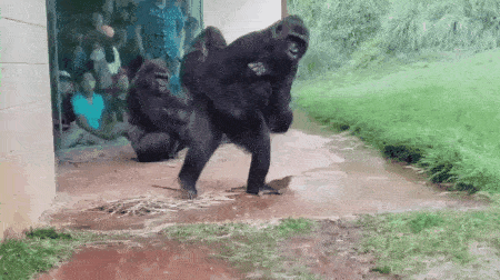子ザルのパンチくん「（池に）落とされたのでは？」指摘受け市川動植物園が報告　「『落とした』と思われる個体を特定し必要な措置」