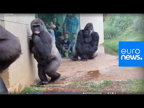Feeling miserable in the rain? These gorillas too | euronews ??