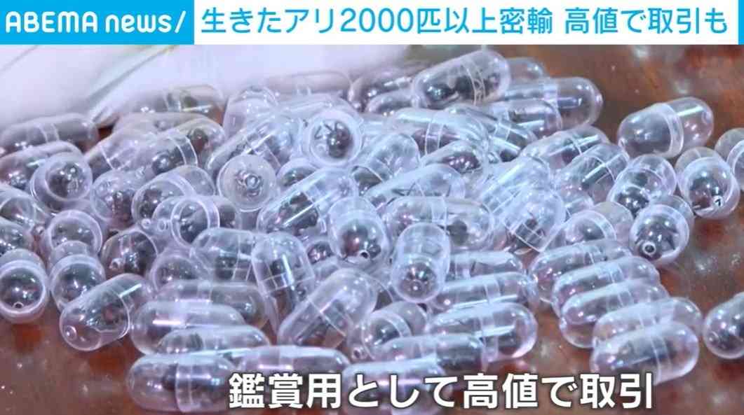 生きたアリ2000匹以上をスーツケースに ケニアで増える“アリ密輸” 中国人の男を逮捕（ABEMA TIMES） - Yahoo!ニュース