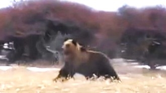 【ヒグマ速報】列車にクマが接近―威嚇するようなしぐさ見せる…乗客が動画撮影…運転士は2頭のクマを確認…接触には至らず〈北海道根室市・JR花咲線〉