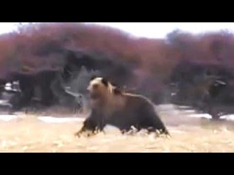 【ヒグマ速報】出た！列車にクマが接近―威嚇するようなしぐさ見せる…乗客が動画撮影…運転士は2頭のクマを確認…接触には至らず〈北海道根室市・JR花咲線〉
