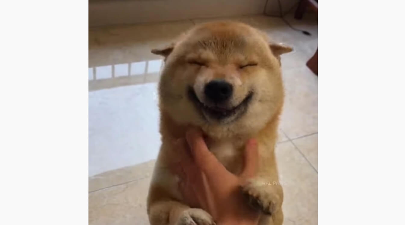笑ってる犬の画像を見て幸せを感じようよ🐕️