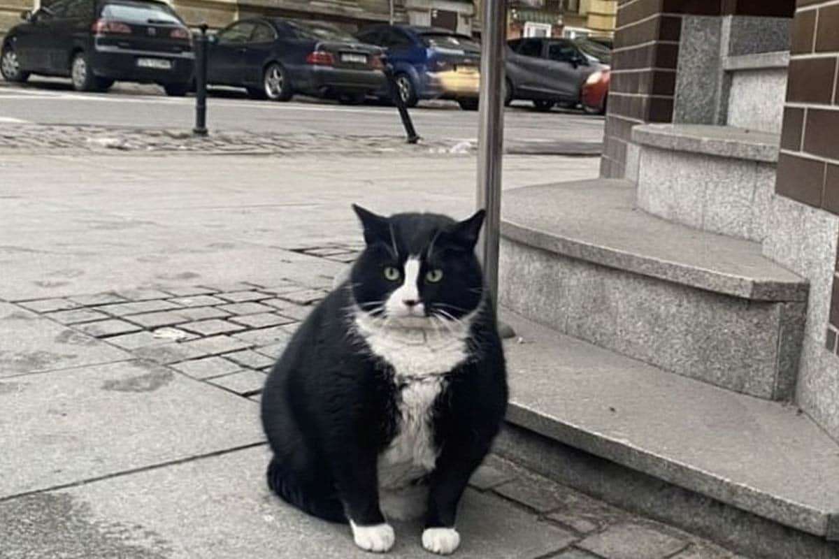 〝ポーランドの観光名所〟ぽっちゃり野良猫のガチェク　里親のもとで猛ダイエット中