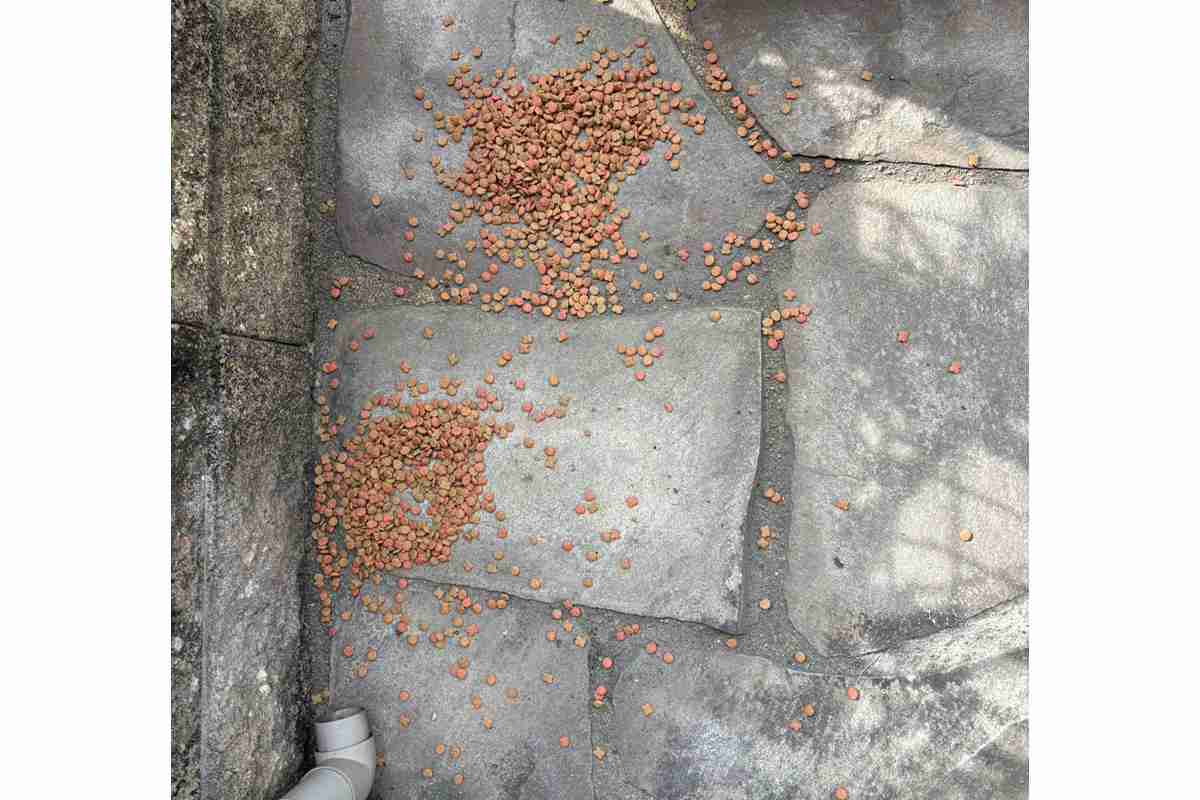 近所の猫おばさん暴走に「我慢の限界」 餌やりトラブルで最悪事態発生…「ええ加減にしなさい」注意も響かず