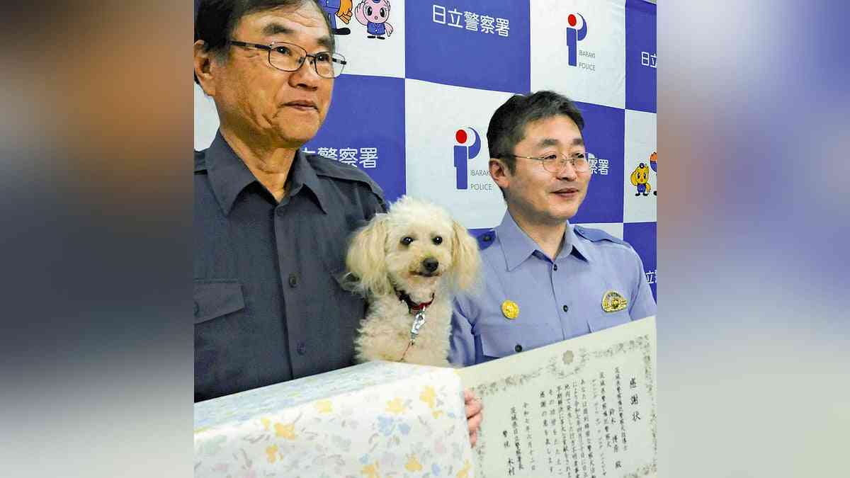 トイプードル警察犬アンズ、4回目のお手柄…パジャマのにおいで不明男性発見