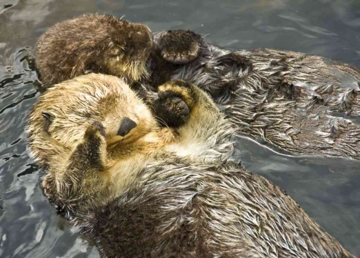 かわいい！ラッコは手をつないで寄り添って眠る。それにはこんな理由があった | カラパイア