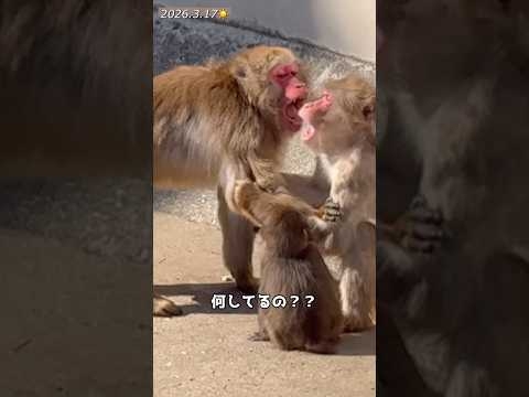 3/17?戯れる大人猿の顔が凄い中で平然とするパンチ君#がんばれパンチ#市川市動植物園#punch#viralvideo