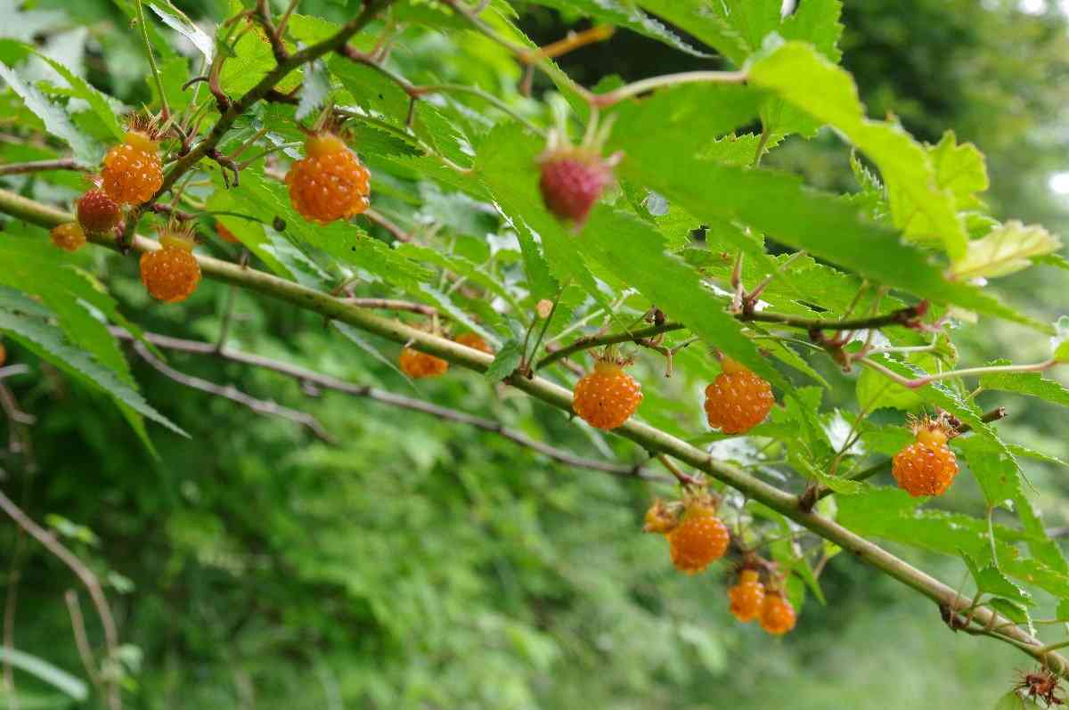 小さい頃に食べたことがある、その辺に生えてる植物