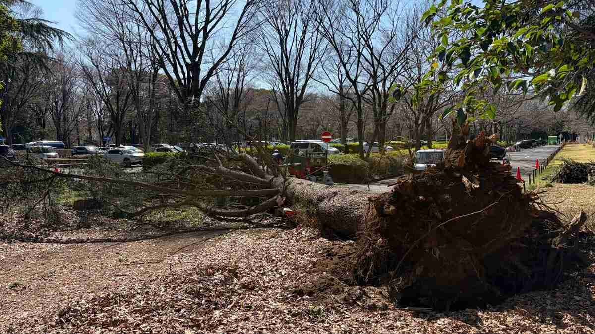 東京・世田谷区　砧公園で2日連続の倒木　駐車場の車2台が巻き込まれる | TBS NEWS DIG