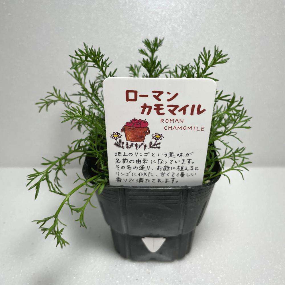 芝生の代わり、何が良い？（グランドカバーのオススメ）