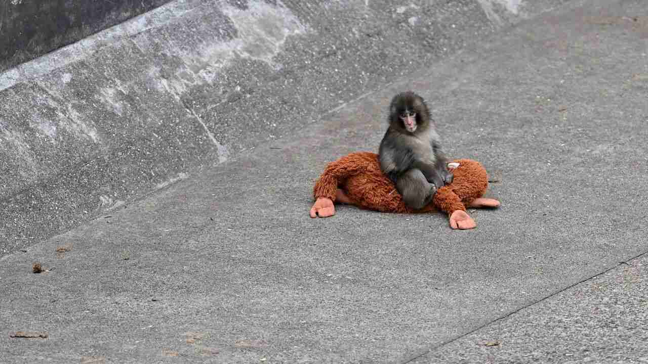 子ザルの「パンチ」がようやく群れになじむ、ぬいぐるみに頼る機会も減る 千葉県