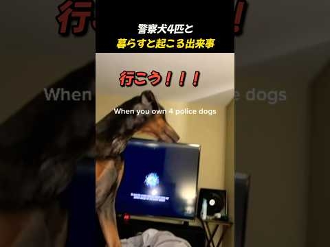 家に警察犬が4匹いたら？