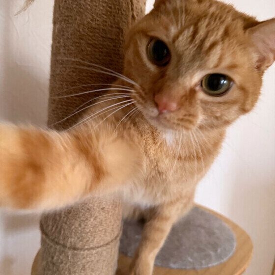 なぜ突然、攻撃的に？ 猫が“八つ当たり”のような行動をする理由と対処法｜獣医師解説