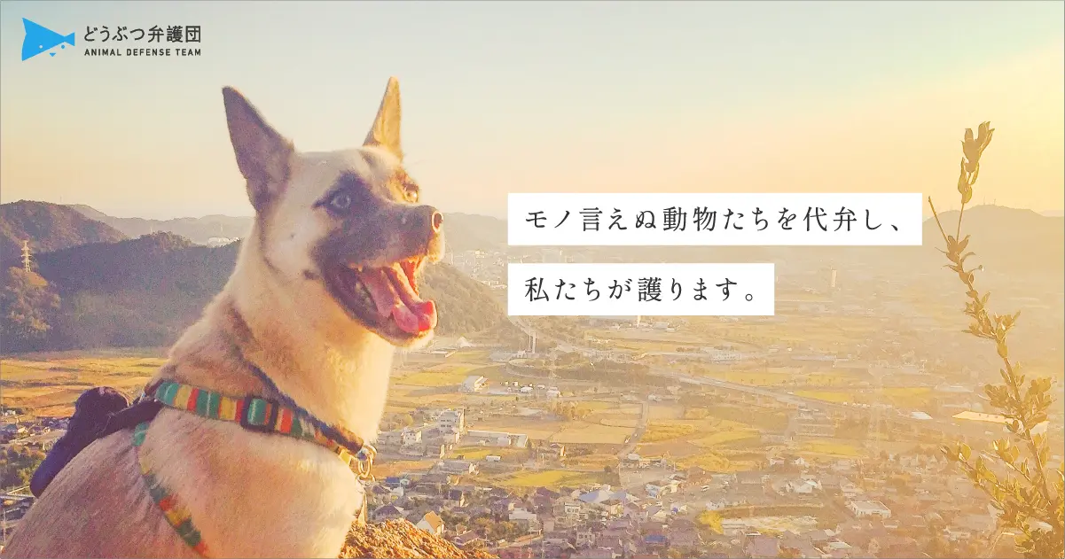 特定非営利活動法人どうぶつ弁護団