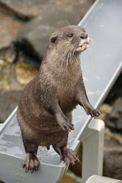 カワウソが大人気、今や密輸するヤクザの資金源に｜NEWSポストセブン - Part 2