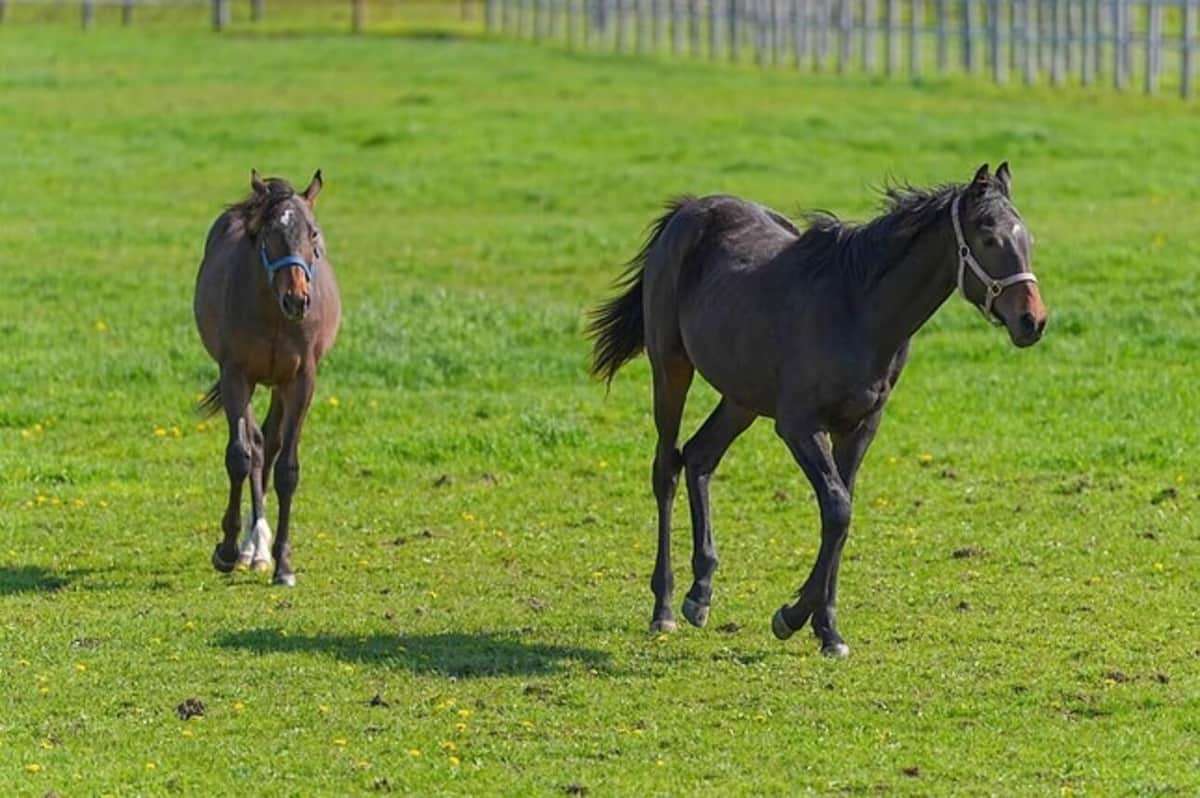 「コラ！ ふざけるな！」仔馬を殴る蹴る...動画拡散で波紋　競走馬牧場は「しつけ」と説明、北海道「対応を検討」: J-CAST ニュース【全文表示】