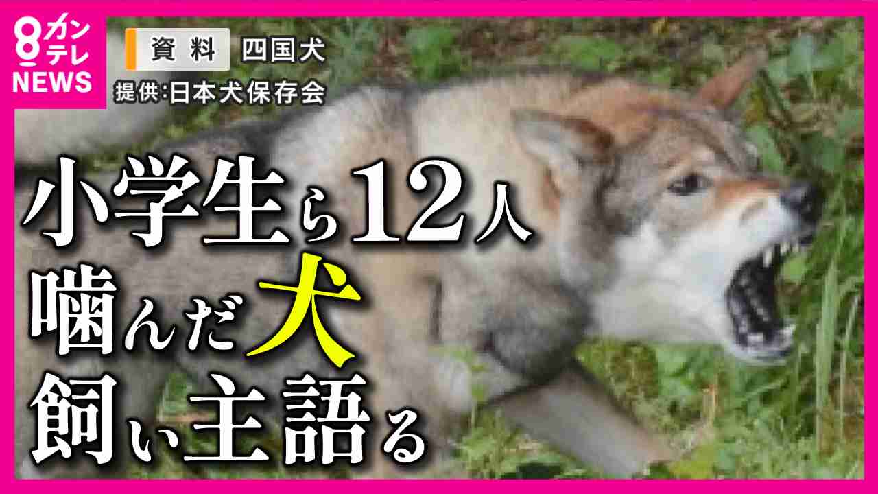 体長1.3mの四国犬　児童ら12人にかみつき　「人懐っこい犬」と飼い主は驚き謝罪　過失傷害罪に問われる可能性も | 特集 | ニュース | 関西テレビ放送 カンテレ