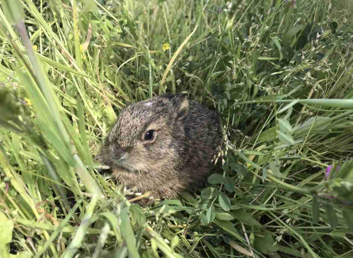 「野うさぎの赤ちゃん拾わないで」注意喚起に反響。捨てられているように見えても、触ってはいけない理由