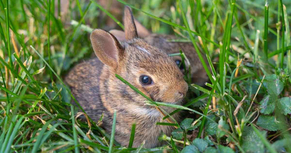 「野うさぎの赤ちゃん拾わないで」注意喚起に反響。捨てられているように見えても、触ってはいけない理由 | ハフポスト LIFE