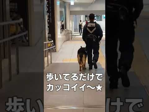 おじぃが警察犬と警察を追跡★朝からテンション上がった～w