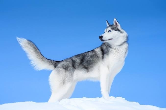 好きな犬種の良いところを呟く