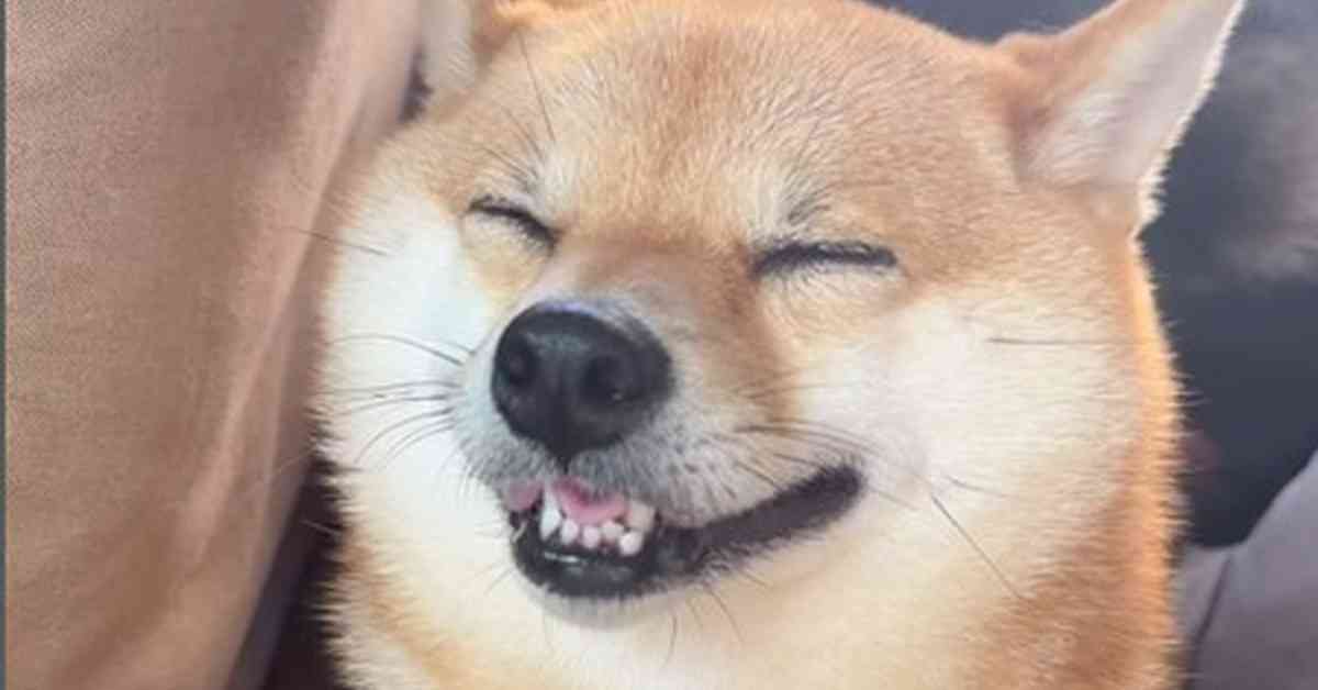 笑ってる犬の画像を見て幸せを感じようよ🐕️