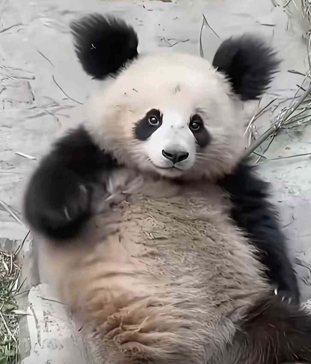 がるちゃん動物園