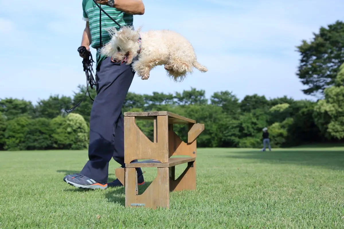 ポメラニアンが警察犬に 宮崎県内初 小型犬ならではの特長を生かして