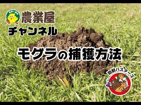 モグラの効果的な捕獲方法！