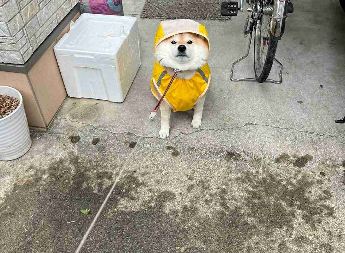 タイトルの一部を「柴犬」に変えちゃってくださいPart4