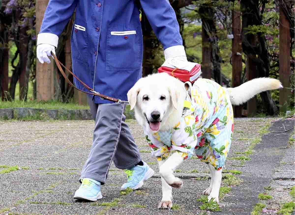 盲導犬にリードなしの犬が近づき転倒し負傷、視覚障害の女性が提訴…「盲導犬に犬を近づける危険性を広く知ってほしい」