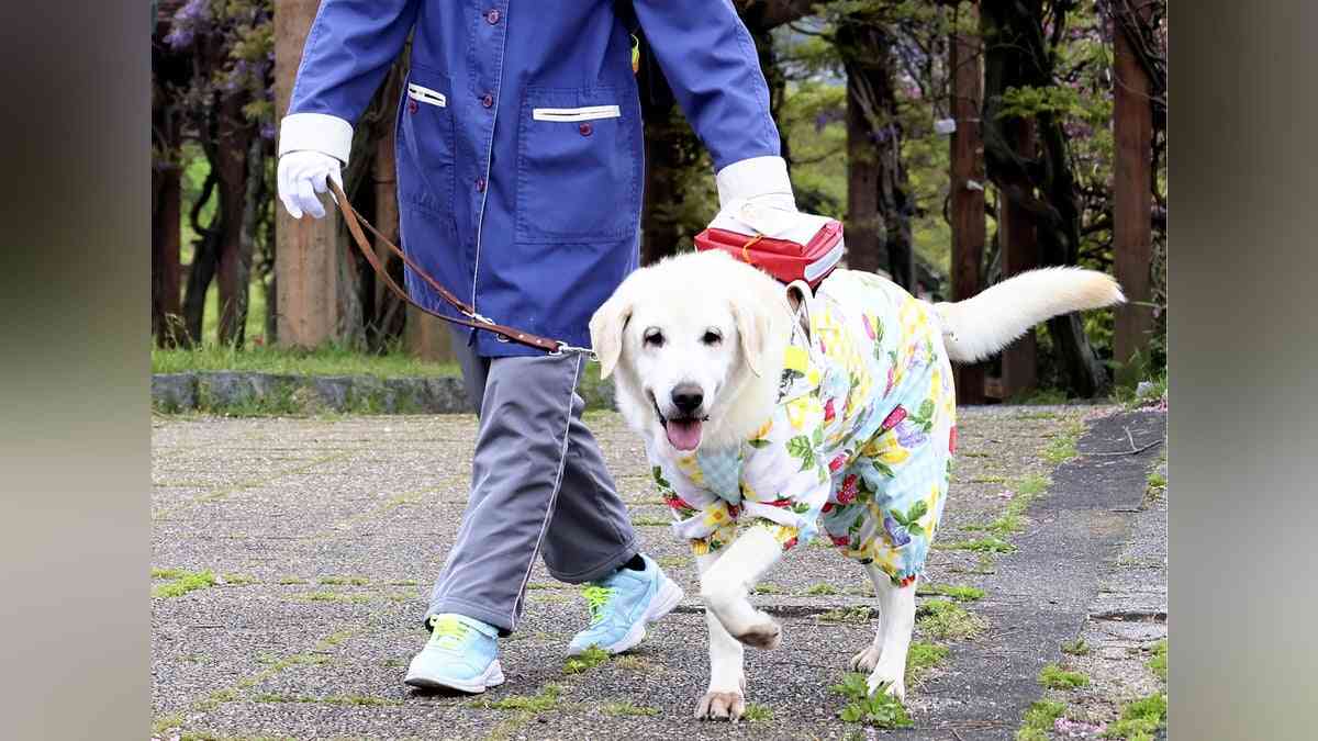 盲導犬にリードなしの犬が近づき転倒し負傷、視覚障害の女性が提訴…「盲導犬に犬を近づける危険性を広く知ってほしい」 : 読売新聞