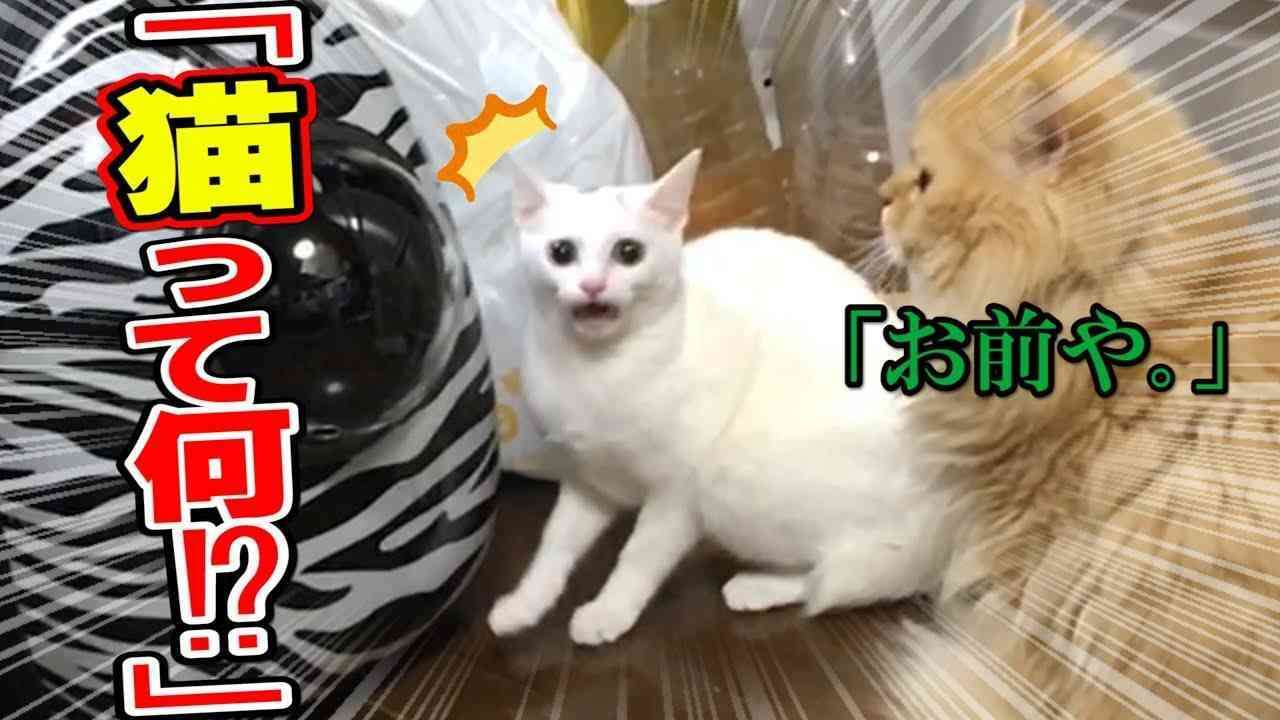がるちゃん動物園
