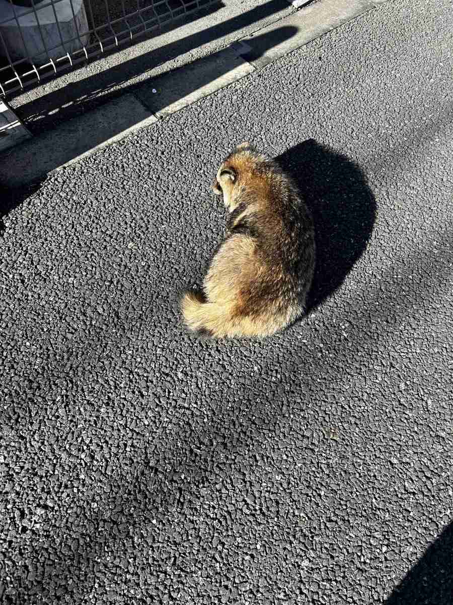 たぬき!狸!Tanuki!Part8