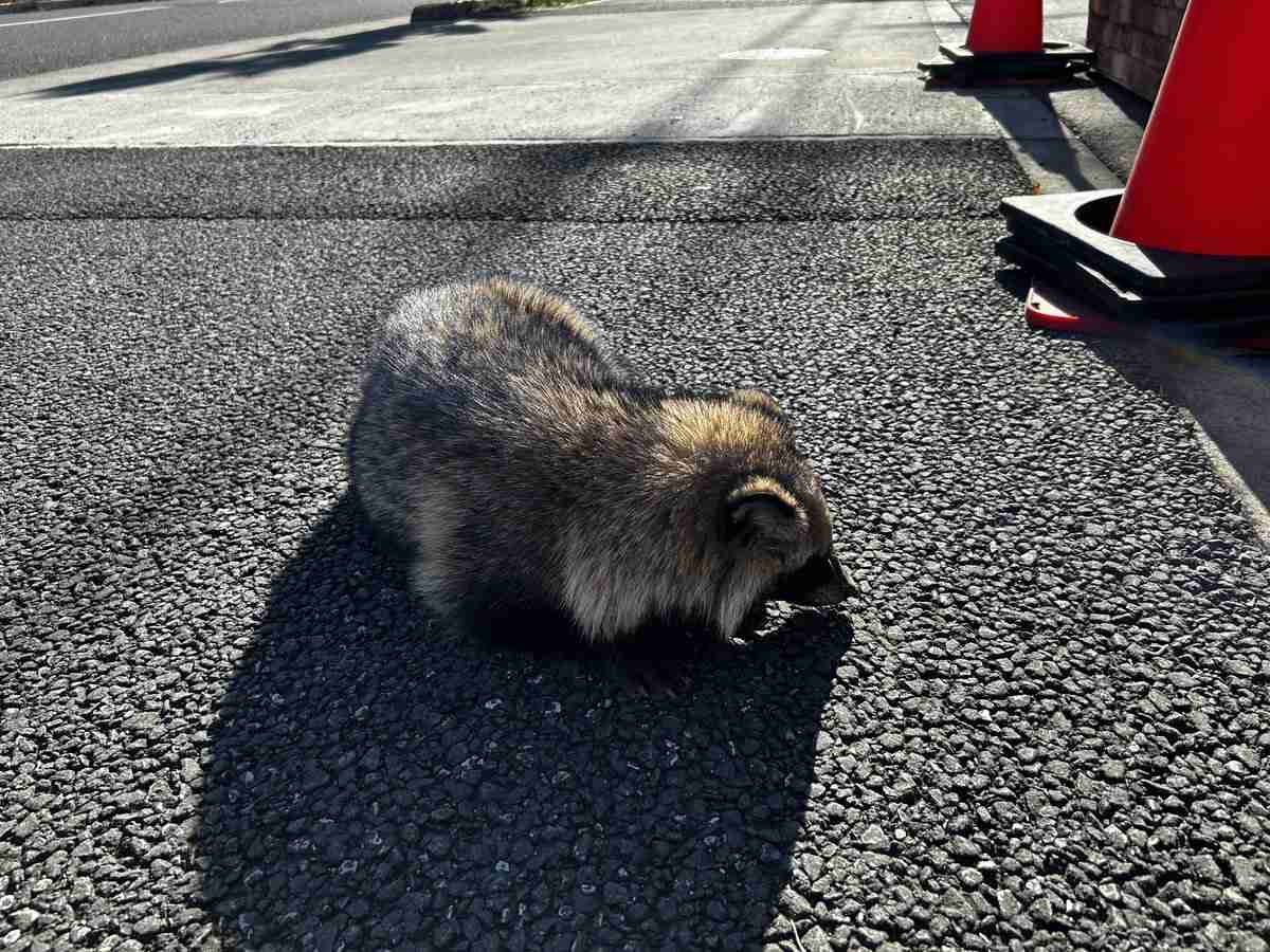 たぬき!狸!Tanuki!Part8