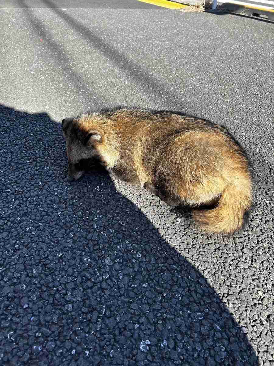 たぬき!狸!Tanuki!Part8