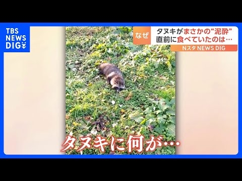 「二日酔いしないで」タヌキがまさかの“泥酔”？直前に食べていた物とは？｜TBS NEWS DIG