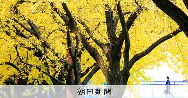 「予防保全」で伐採される　事故増加、木の寿命待てぬ自治体の懐事情：朝日新聞