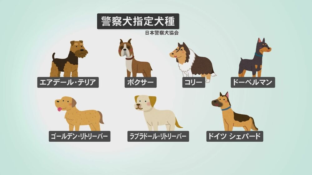 ポメラニアンが警察犬に 宮崎県内初 小型犬ならではの特長を生かして