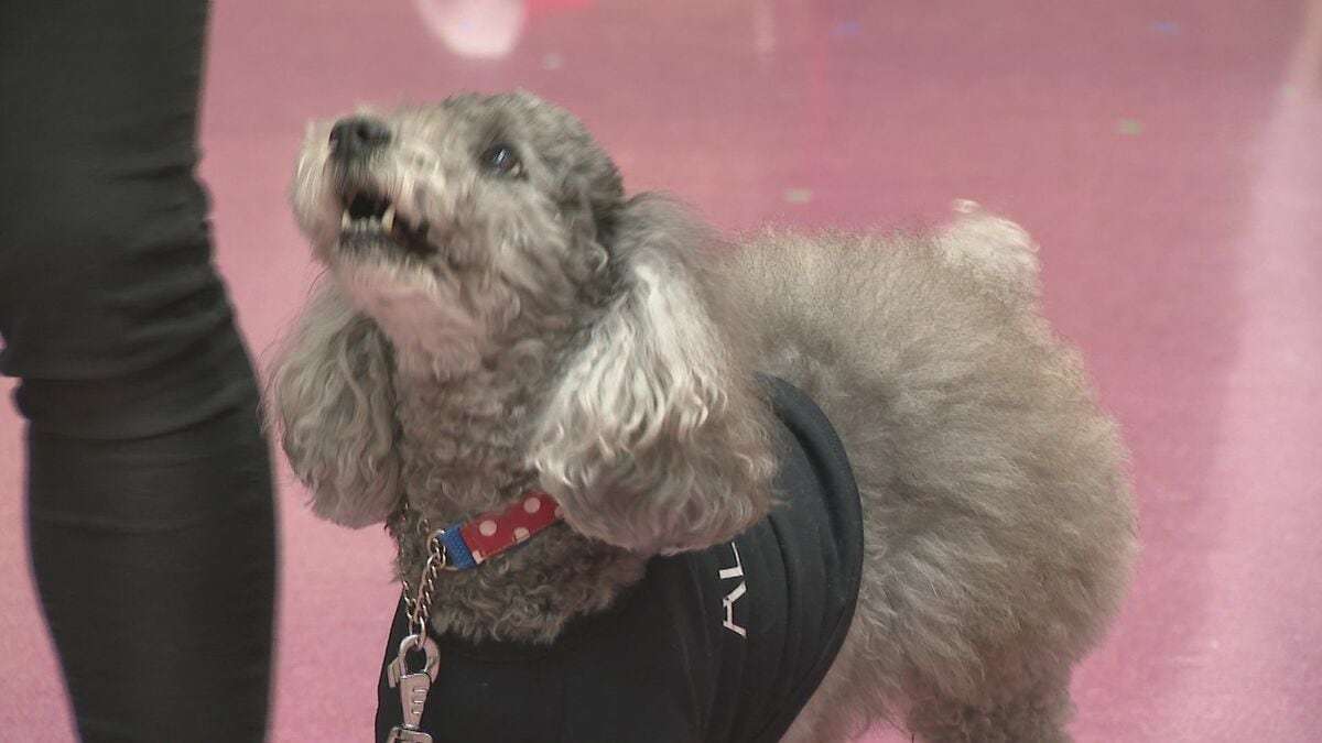 トイプードル警察犬そらくん　指導手と歩んだ合格までの道のり