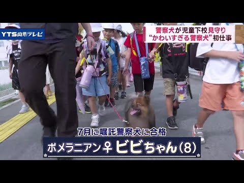 ポメラニアンのビビちゃん、嘱託警察犬初めての仕事