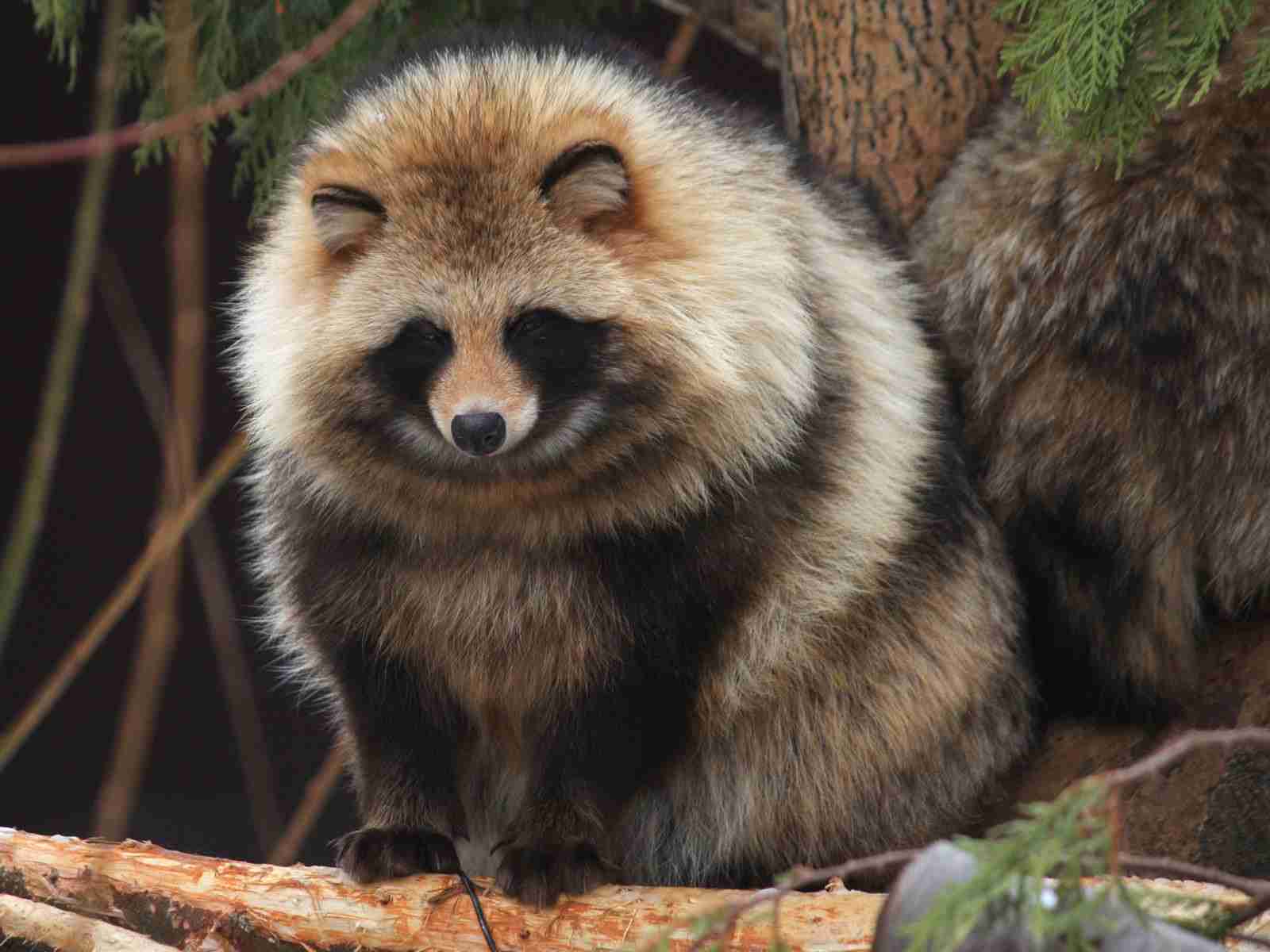 たぬき!狸!Tanuki!Part8
