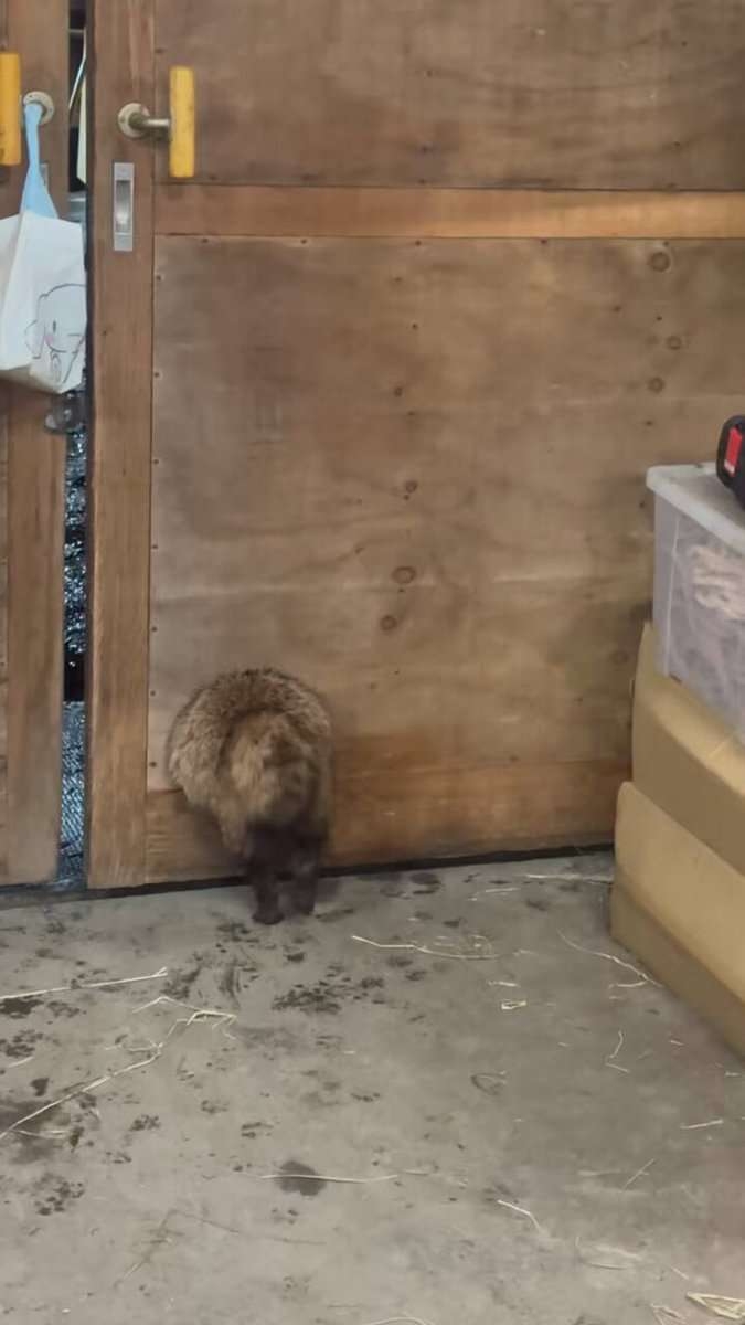 たぬき!狸!Tanuki!Part8